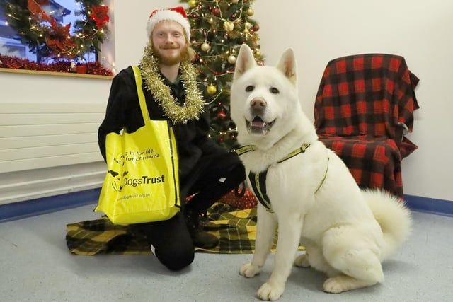 The Leeds rehoming centre found loving new homes for an amazing 510 dogs in 2022! 
Handsome two-year-old Akita Cross, Steve, was one of the last dogs to be adopted in 2022. He had been found as a stray several weeks earlier and thankfully was brought to the centre after finding himself in the local council stray dog kennels. He was a real hit with the team due to his chilled approach to life and after a number of ‘getting to know you’ meets with his adopters, he was signed out and left to start the new year, and his new life, with his new family. Good luck, Steve!