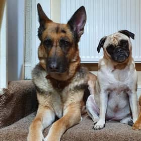 Geraldine Hitch said: "My girls Ethel and Wilma and their big sister who has gone over the rainbow bridge."