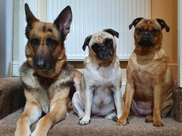 Geraldine Hitch said: "My girls Ethel and Wilma and their big sister who has gone over the rainbow bridge."