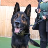 Max is a stunning eight-year-old German Shepherd who is living off site in a foster home where he is being the perfect house guest! He absolutely loves his treats - his foster carer has been doing some basic training with him and he’s shown himself to be a quick learner! Max can be strong on the lead so would need adopters who are able to handle his strength. He enjoys a fuss and despite his size, he likes to get on the sofa with his foster carers for a cuddle. If you’re looking for a real sofa buddy then Max might be the perfect match for you.