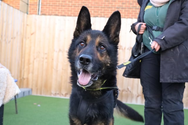 Max is a stunning eight-year-old German Shepherd who is living off site in a foster home where he is being the perfect house guest! He absolutely loves his treats - his foster carer has been doing some basic training with him and he’s shown himself to be a quick learner! Max can be strong on the lead so would need adopters who are able to handle his strength. He enjoys a fuss and despite his size, he likes to get on the sofa with his foster carers for a cuddle. If you’re looking for a real sofa buddy then Max might be the perfect match for you.