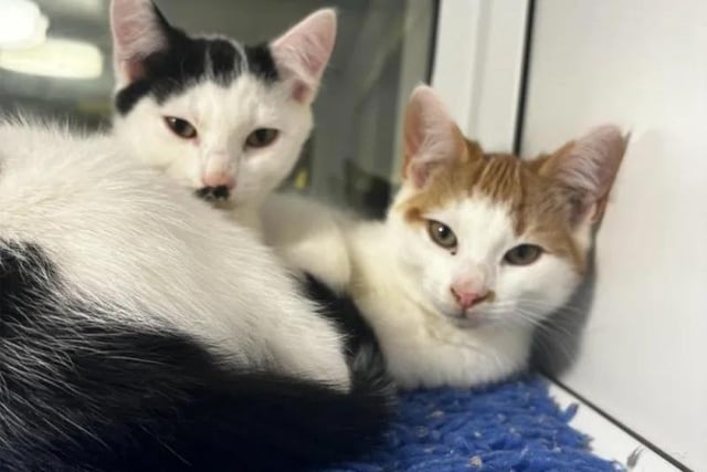 Sandy and Kenickie's three siblings have now been adopted. They would love to go to their new home together, where their family would ideally be around a lot of the time.