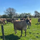 Farm animals