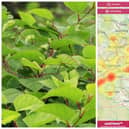 Japanese knotweed, an invasive plant that could destroy your home, has been found in a number of areas around Leeds. Pictures: Adobe Stock/Environet