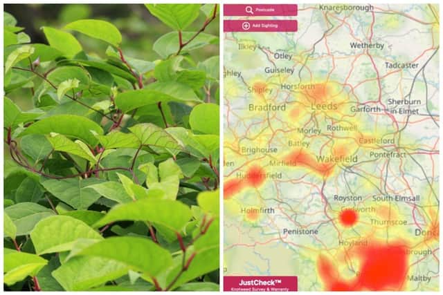 Japanese knotweed, an invasive plant that could destroy your home, has been found in a number of areas around Leeds. Pictures: Adobe Stock/Environet