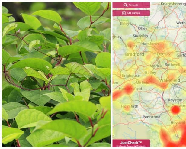 Japanese knotweed, an invasive plant that could destroy your home, has been found in a number of areas around Leeds. Pictures: Adobe Stock/Environet