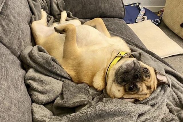 Another sweet lad who’s currently staying off-site in a foster home is Teddy. He’s a 4yr old Pug Crossbreed who has clearly made himself right at home with his foster carer! He’s hoping to find his forever home soon. The team are currently looking for new foster carers so if you might be able to offer a dog a temporary home until they find their forever home you can find out more by emailing HFHLeeds@dogstrust.org.uk