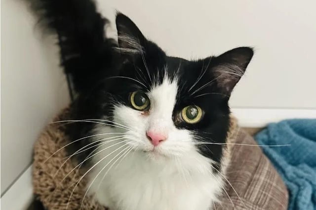 Fluffy, 13, has been described as a "sweet and gentle lady" who loves being around people. She would suit a quiet and calm home where she can relax and spend her time lounging around. Her new family would need to help her with her daily grooming regime.