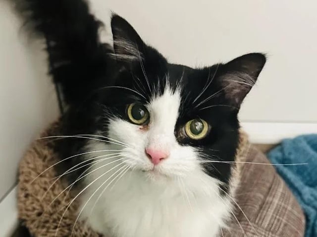 Fluffy, 13, has been described as a "sweet and gentle lady" who loves being around people. She would suit a quiet and calm home where she can relax and spend her time lounging around. Her new family would need to help her with her daily grooming regime.