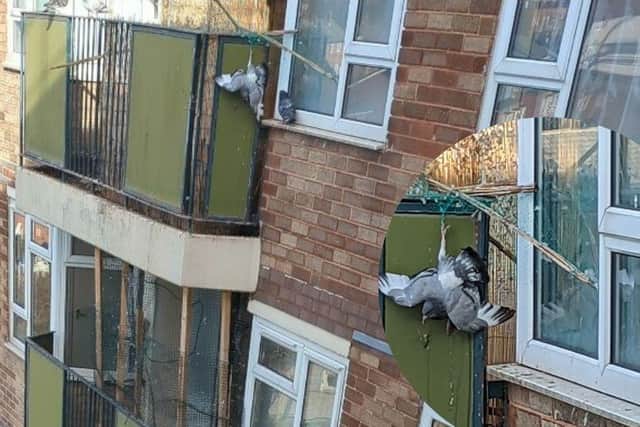 The pigeon was found hanging by its foot after getting trapped in the bird netting on this Leeds block of flats. Picture: RSPCA