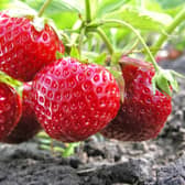   A soft fruit supplier hopes to continue housing seasonal workers in 84 caravans at its east Leeds farm.  