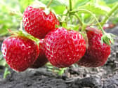   A soft fruit supplier hopes to continue housing seasonal workers in 84 caravans at its east Leeds farm.  