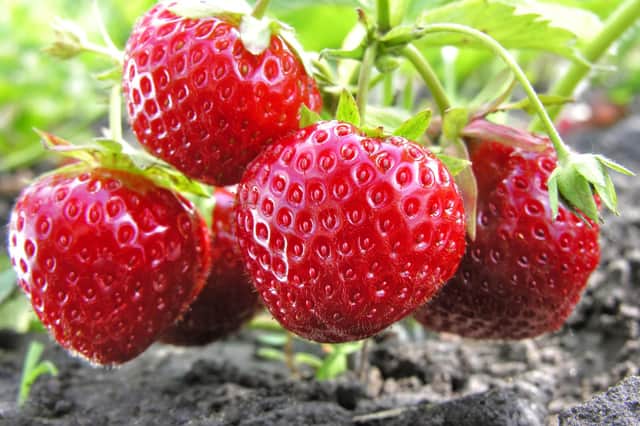   A soft fruit supplier hopes to continue housing seasonal workers in 84 caravans at its east Leeds farm.  