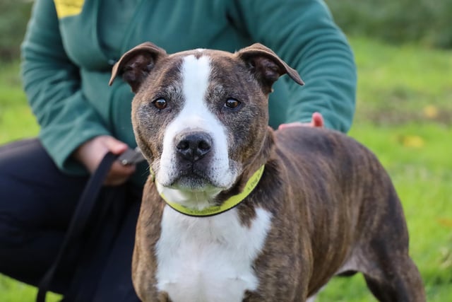 Taz is a lovely older gentleman who at ten years old, is looking for a quiet retirement home. He will need an enclosed garden for potters and potentially house training too as it may have been some time since he lived in a home. Taz should be fine in a family home with children 12 and over. His hiking days are over as his back legs are a little wobbly but he does still like gentle exercise and would suit a less active owner.