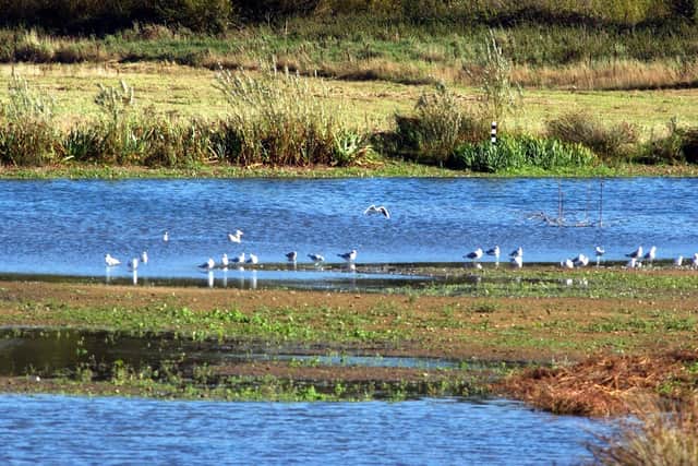 Volunteers who run Rodley Nature Reserve say they’re concerned about the impact of the new homes on species (Photo: Dan Oxtoby)