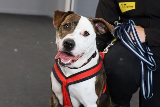 Lola is a gorgeous 2yr old Staffy Cross who forms a strong bond with her favourite people. She needs a little time to build a relationship slowly but once she trusts you, she is loads of fun and very affectionate. She needs dedicated adopters who will work with us to slowly transition her to a new home as this is the best way for her to build trust with new people. She will need to have her own private, fully secure garden so she has somewhere to play off-lead. She is progressing with her dog socialisation training, but she doesn't like to share ANYTHING! This means she must be the only pet in her home and will need an adult only environment. She can't currently be left alone so will need a longer settling in period where there will be someone around all the time.