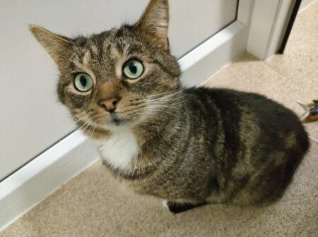 Cammo is a domestic short hair aged approximately five and is very affectionate. He is looking for a family willing to give lots of love and attention.