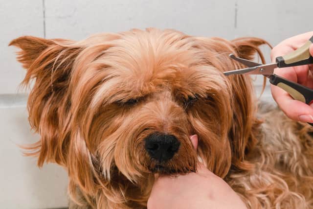 Dog grooming services have yet to recieve official guidance from the UK government