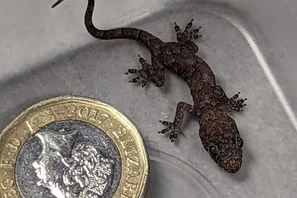Baby gecko travels 5,000 miles from Zanzibar to Wakefield, West Yorkshire, hidden in holidaymakers' suitcase - Vimarsana News