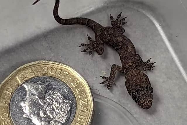 The tiny lizard, roughly the same size as a British pound coin, was found by a couple four days after they arrived back home in Blackwell Crescent, Wakefield