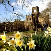 Daffodils in full bloom in the grounds of Kirkstall Abbey in April 2010.