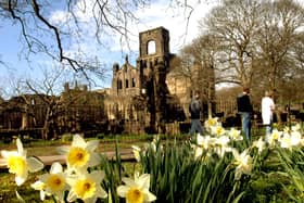 Daffodils in full bloom in the grounds of Kirkstall Abbey in April 2010.