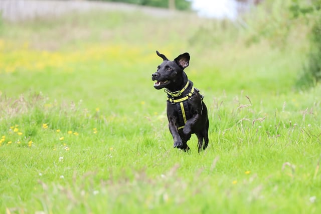 Buster is a nine-year-old Patterdale Terrier who would suit a home with patient adopters that would understand his traits and take him on lots of outdoor adventures.