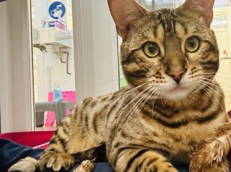 Handsome Bengal Omar is aged approximately two years old. He loves attention and is very sociable, and is looking for a family that can keep him entertained with toys and simulation.