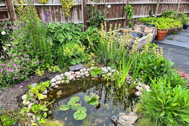 Ponds are one of the quickest and easiest ways to provide space for wildlife.