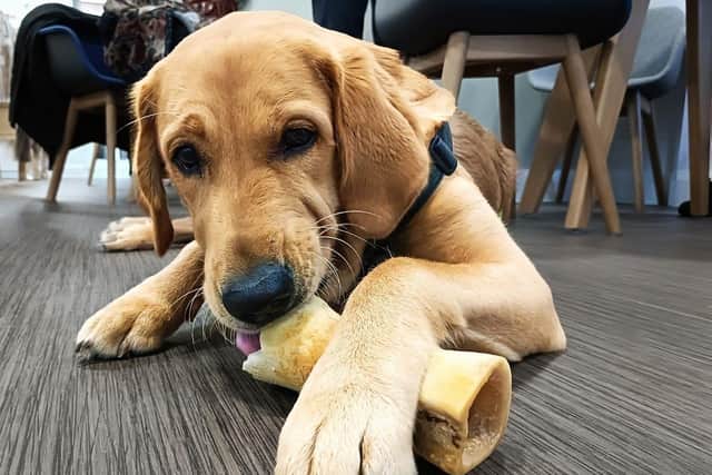 Pup Ralph is progressing well with his training