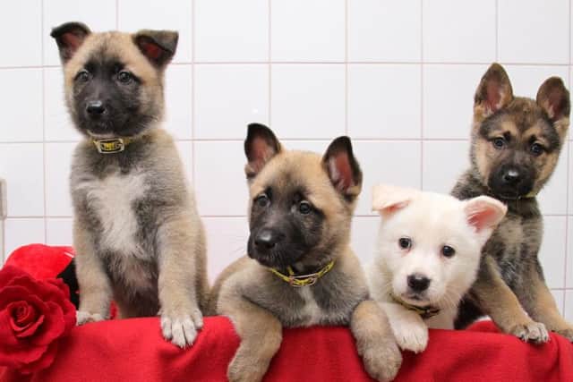 Juliette, Romeo, Valentine and Rose, who have now got new homes after being found abandoned and wandering the streets in Leeds.