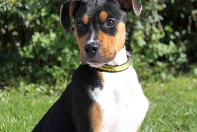 Rottweiler cross Boris is up for adoption