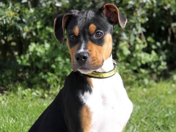 Rottweiler cross Boris is up for adoption