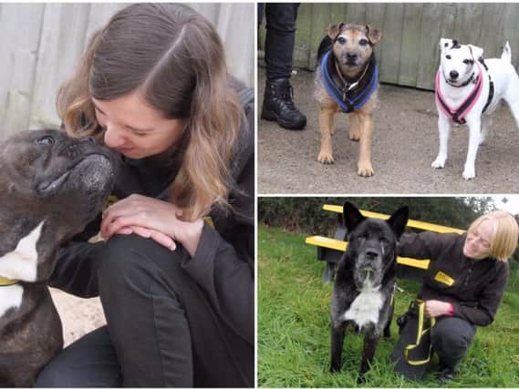 The four pooches at Dogs Trust Leeds who are looking for new homes.