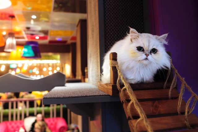 The famous gathering spot for feline lovers in Leeds, the Kitty Cafe on Kirkgate, is on the lookout for bubbly, talkative people to snap up their current vacancy for restaurant floor staff.