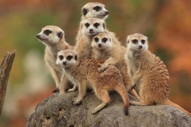 Journey through the rainforest, mangroves, desert and the nocturnal world to meet an array of exotic animals at Tropical World, including the likes of crocodiles, monkeys, meerkats, lizards and butterflies.