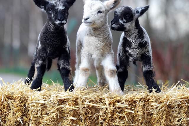 Take the kids to meet the animals at this 24 acre farm, where youll find the likes of goats, alpacas, sheep, donkeys and rabbits, alongside an organic garden, nature area, coffee shop and picnic spot.