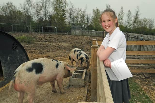 Farsley Farfield Primary School pupil Charlotte Heap says everybody there understands the pigs are destined for slaughter.