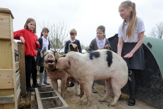 Charlotte Heap and classmates with the pigs being reared on the school's farm.