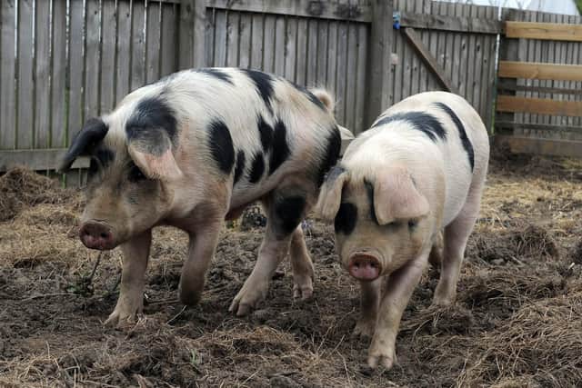 The two Gloucester Old Spot breed pigs being reared on the farm.