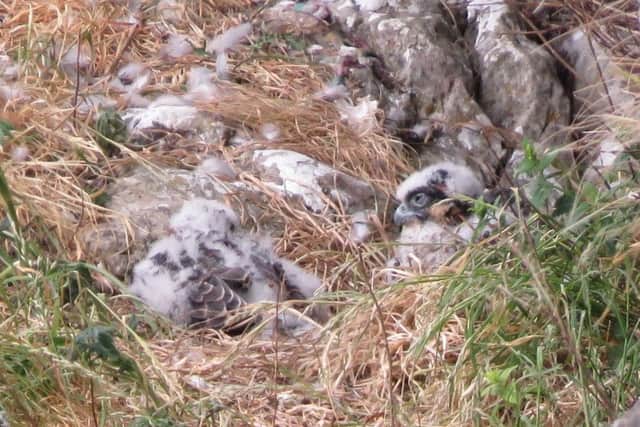 Peregrine chicks emerge from their nest site in the crevice at Malham Cove.