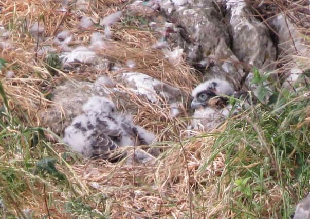 Peregrine chicks emerge from their nest site in the crevice at Malham Cove.