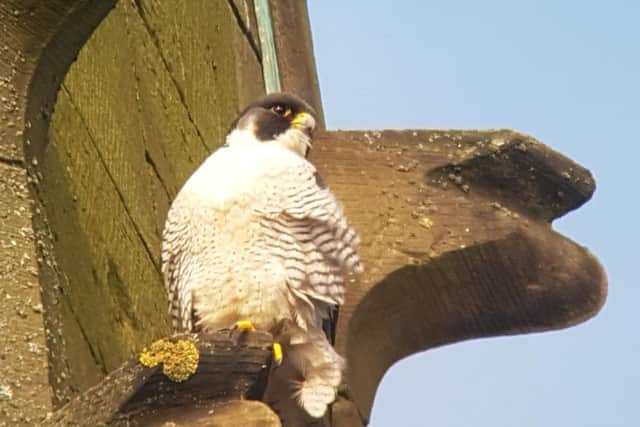 One of the peregrine falcons nesting at Wakefield Cathedral.