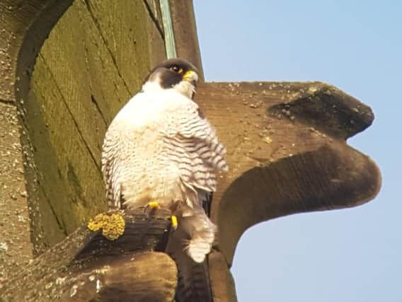 One of the peregrine falcons nesting at Wakefield Cathedral.