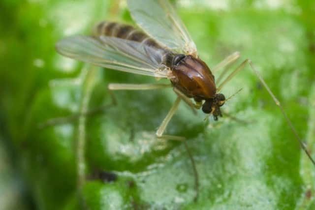 Gnats thrive in warmer conditions and are a staple of an English summer garden.