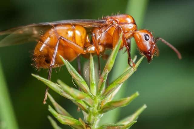 It is believed that as many as 50 billion flying ants will be buzzing across the country this summer
