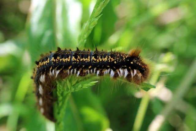 Toxic caterpillars are usually found in and around oak trees in late spring and early summer