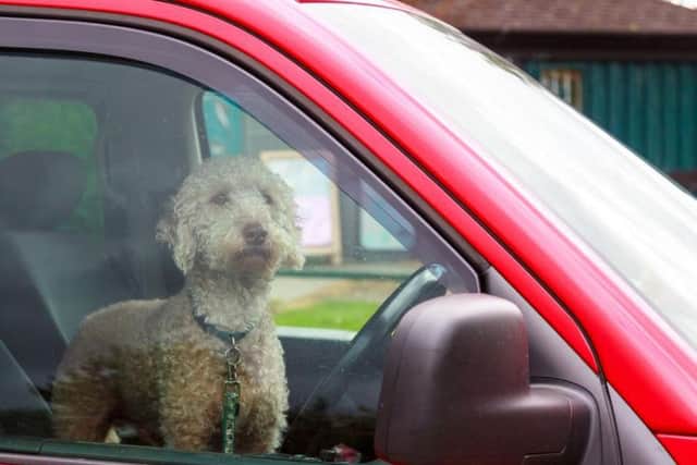 Leaving your dog in a hot car can be considered a criminal offence