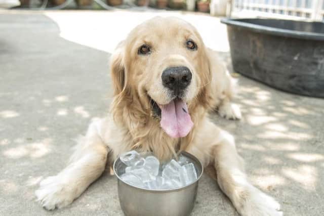 The RSPCA advise putting ice cubes in your dog's water bowl, or making tasty ice cube treats, to keep them cool