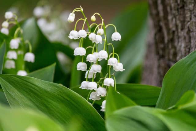 Both dogs and cats can be poisoned by lily of the valley